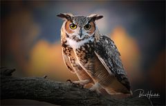 Augen der Nacht .....