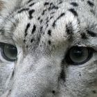 Augen des Schneeleoparden
