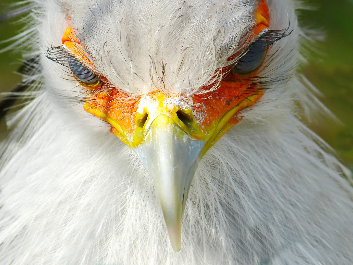 Augen des Sekretärs