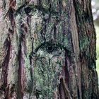 Augen des Waldes