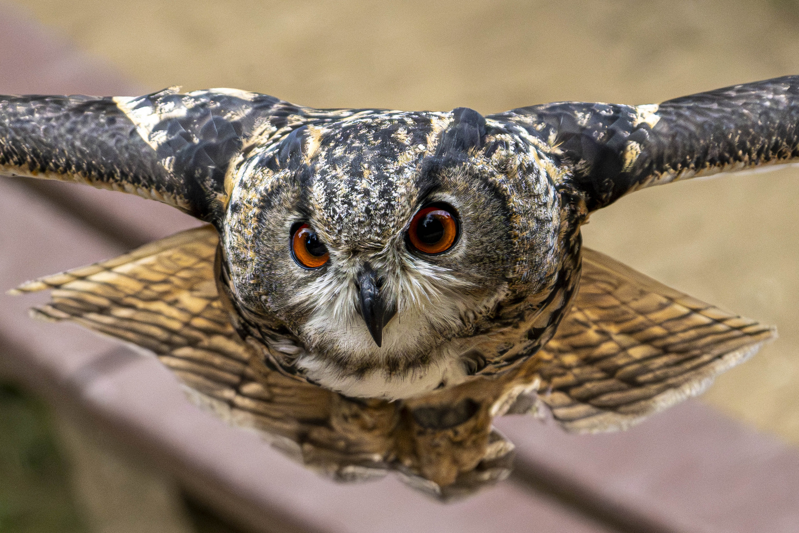 Augen die alles sehen