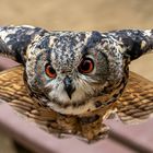 Augen die alles sehen