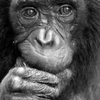 Augen die mich fesseln