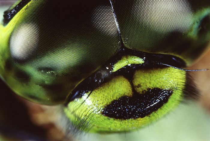 Augen einer Libelle