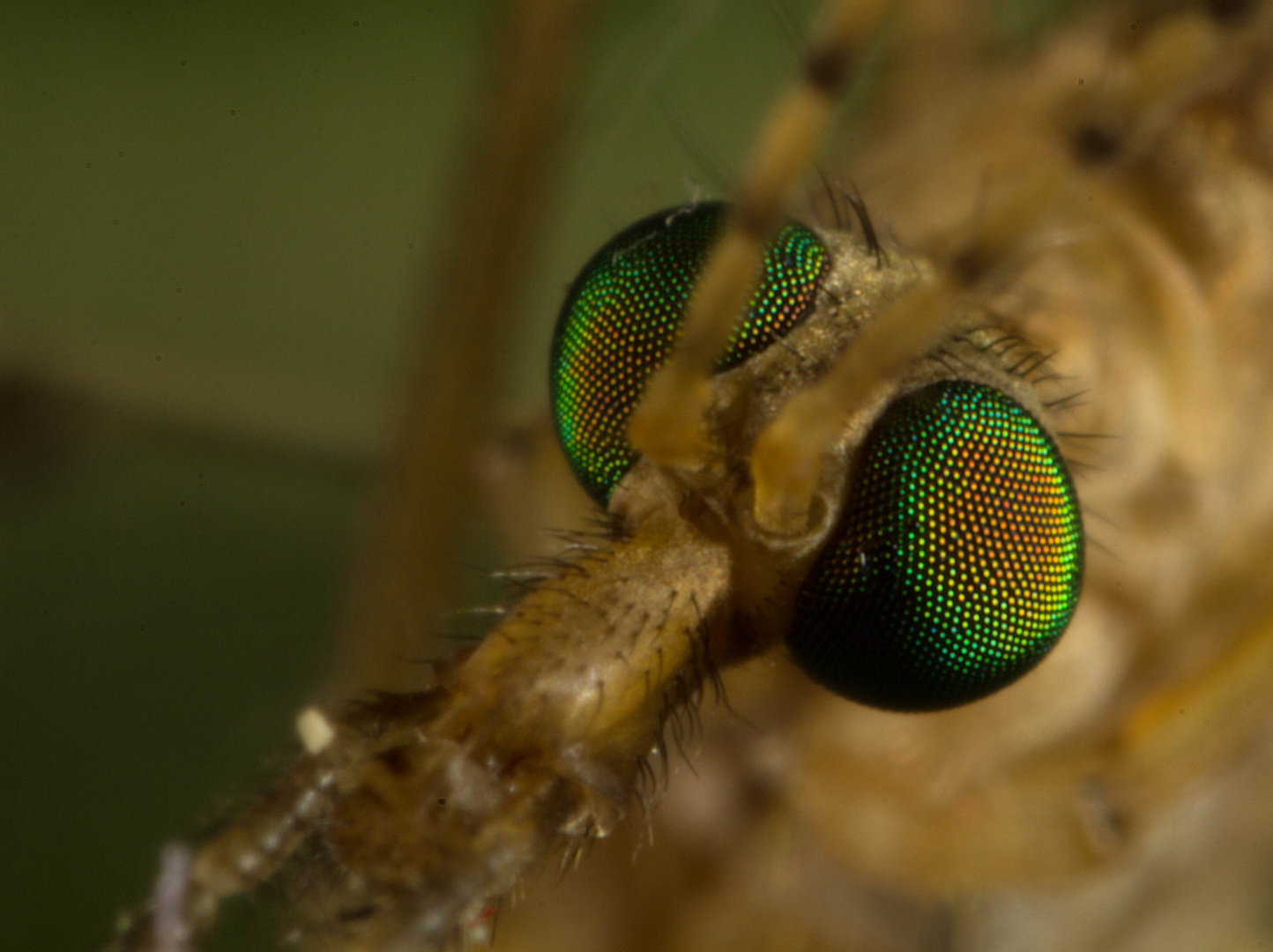 Augen einer Mücke