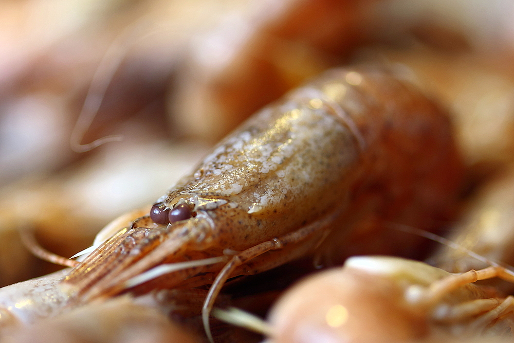 Augen einer Nordseekrabbe