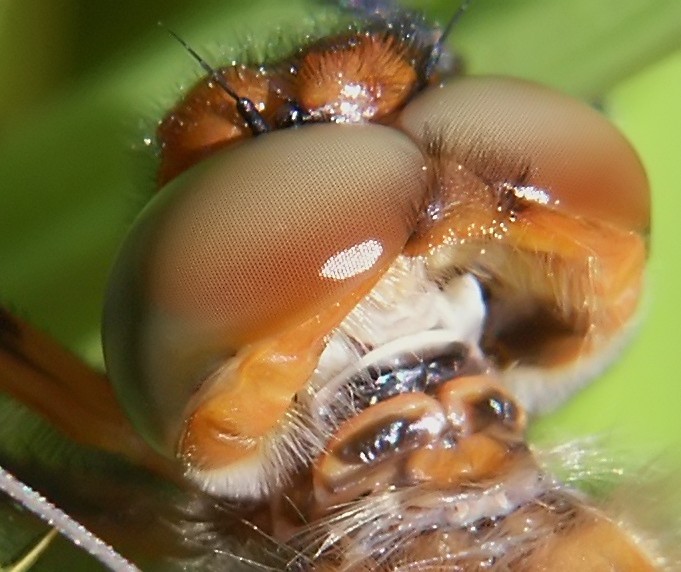 Augen einer Plattbauchlibelle