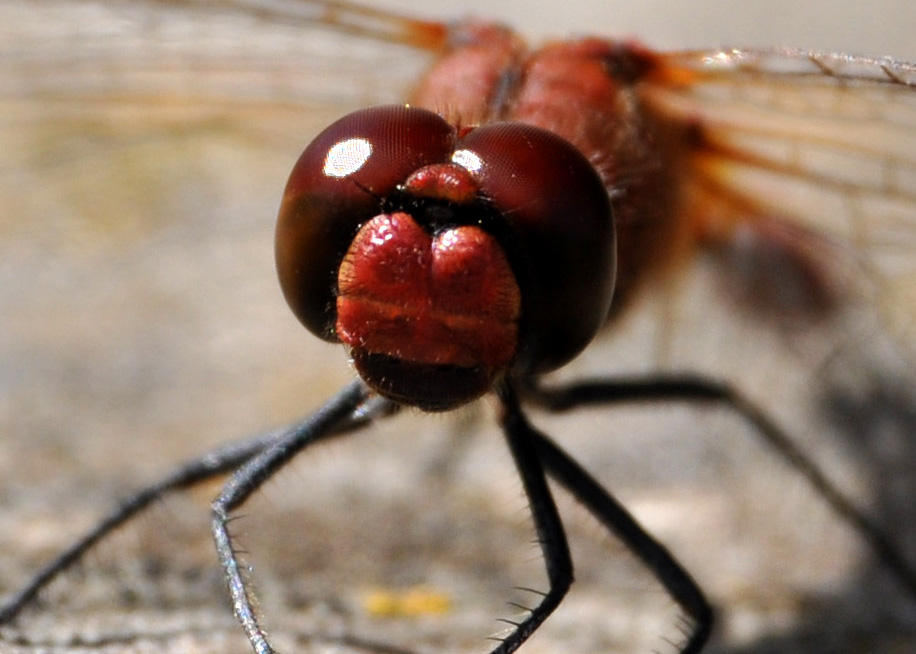 Augen einer roten Libelle von WernerReiner 