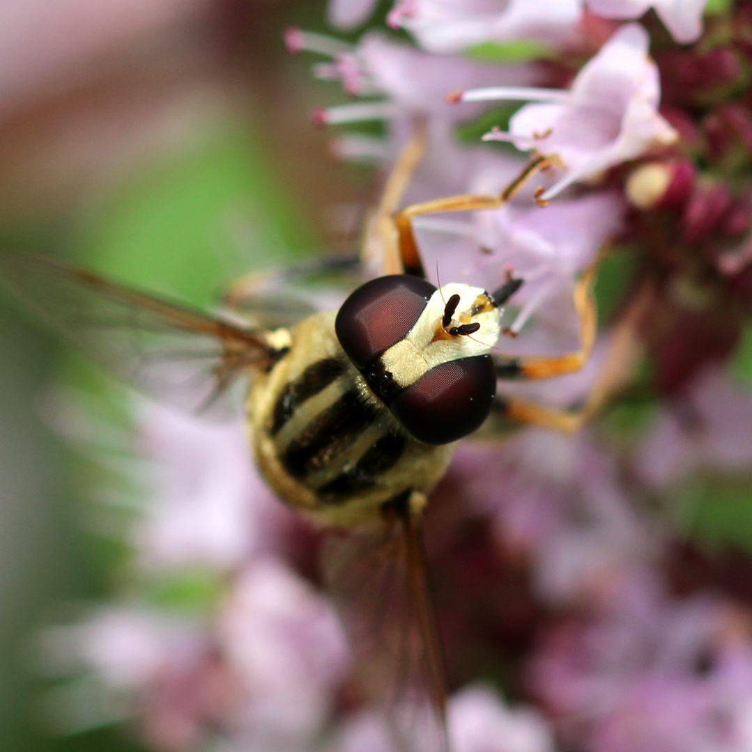 Augen einer Schwebfliege.