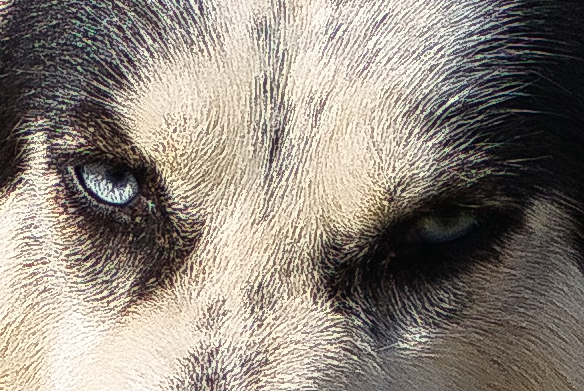 Augen eines Huskys