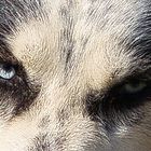 Augen eines Huskys