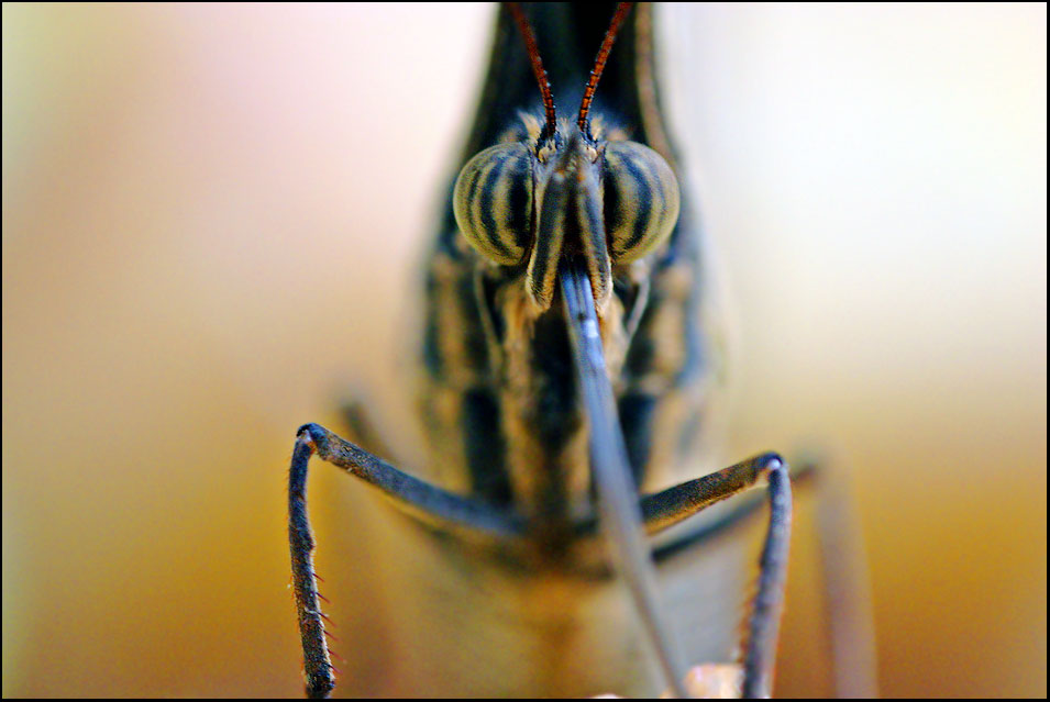 Augen eines Schmetterlings [3]