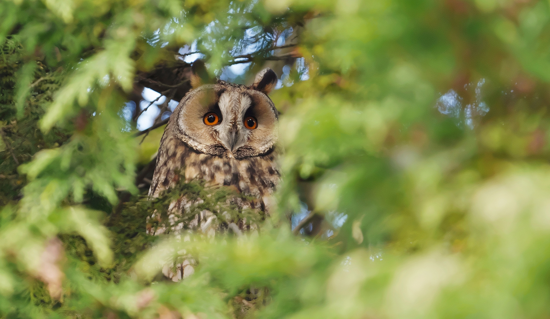  Augen  +  Eulenblicke 