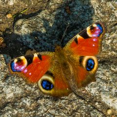 Augen im Herbst