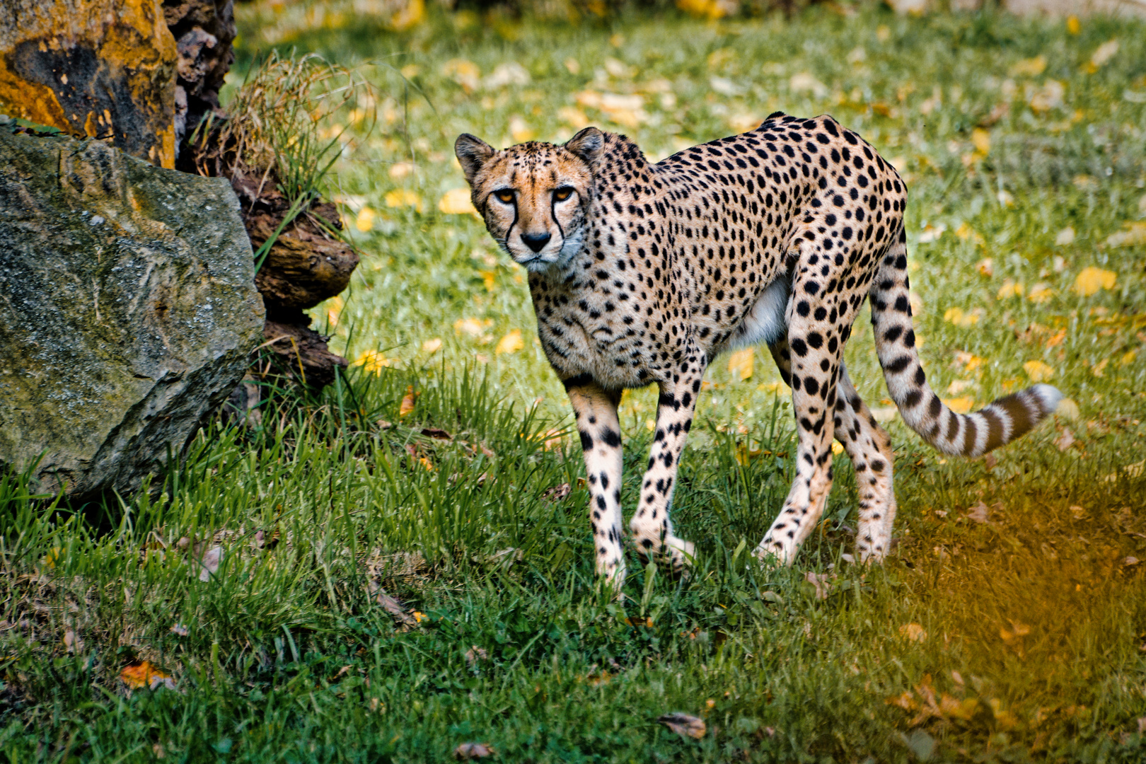 Augen in Auge mit einem Leoparden