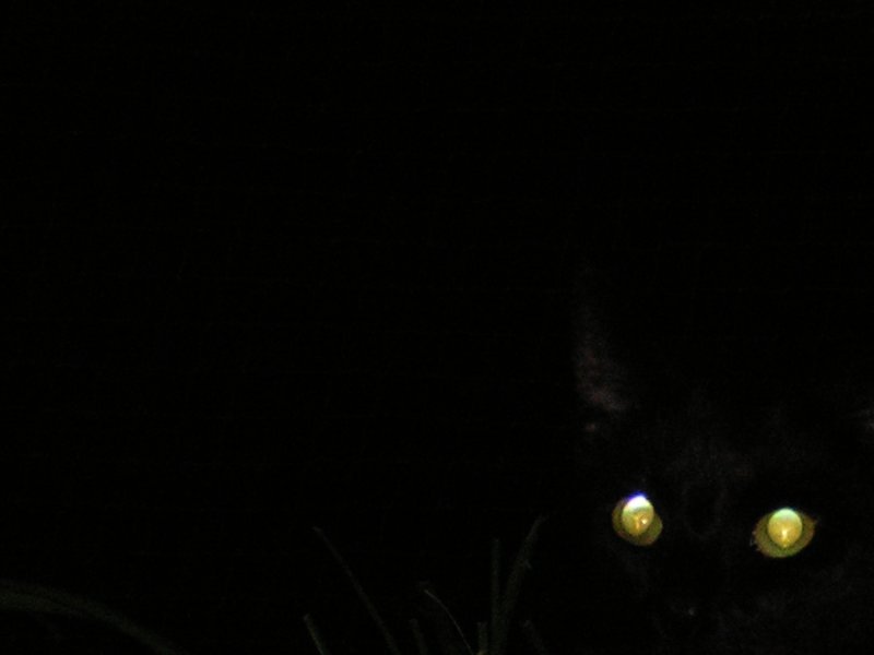 Augen in der Dunkelheit Foto & Bild tiere, haustiere, katzen Bilder