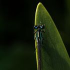 "Augen in der Dunkelheit"