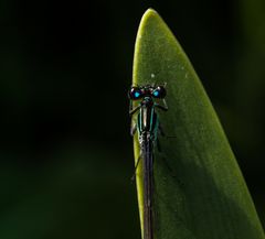 "Augen in der Dunkelheit"