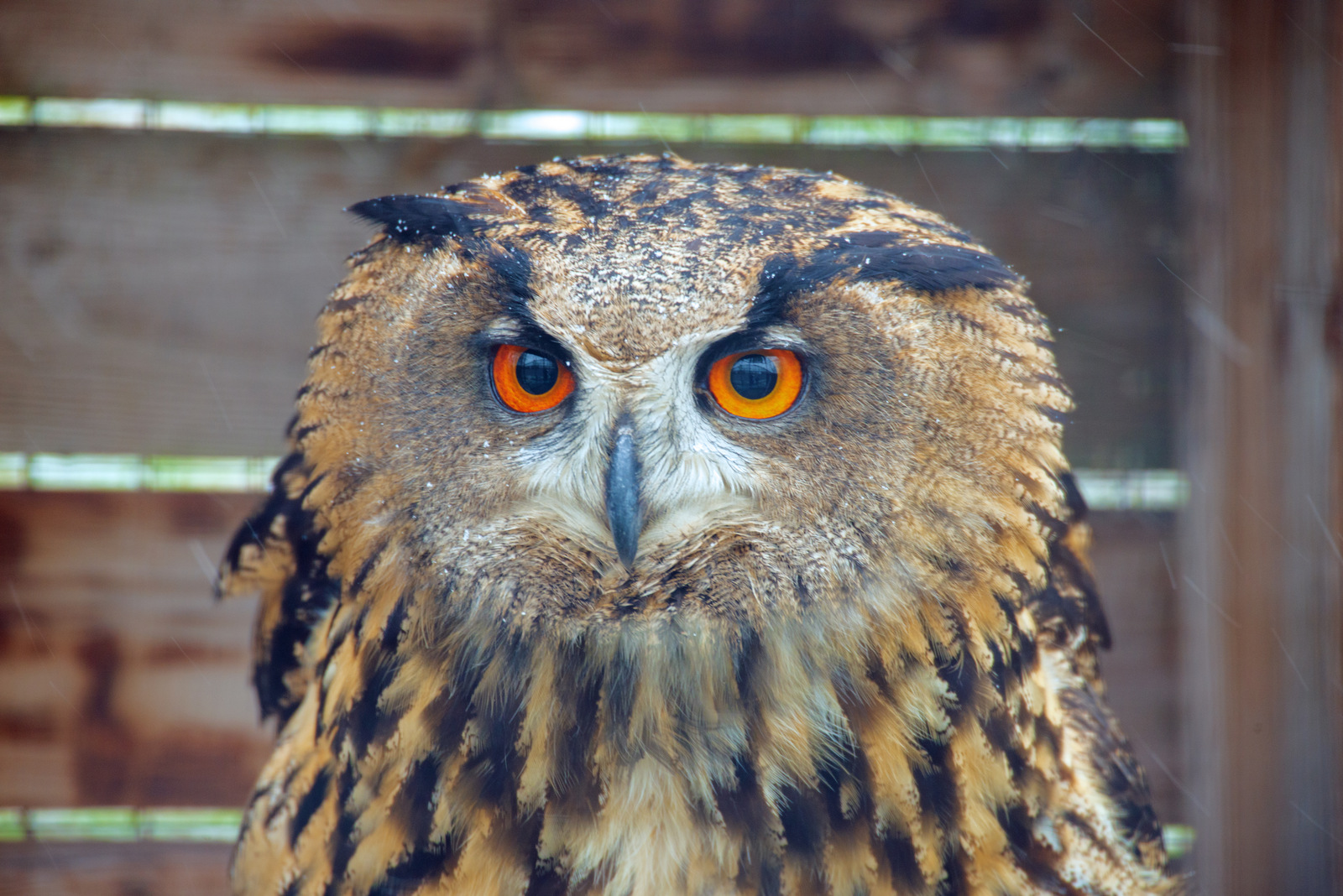 Augen Kontakt.