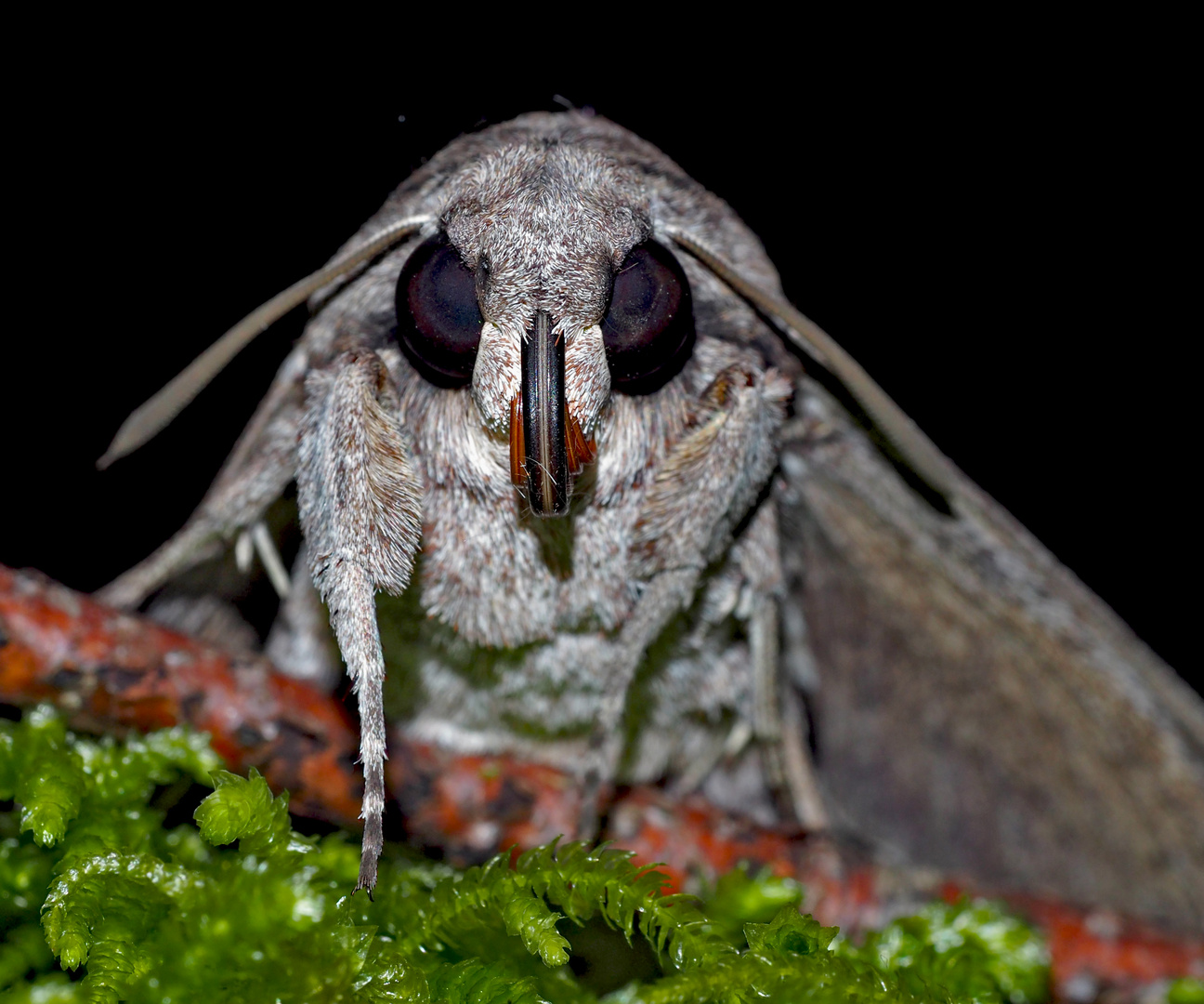 Augen-Kontakt mit der Sphinx (Agrius convolvuli) (Foto 3, Porträt) - Le Sphinx du Liseron.