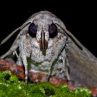 Augen-Kontakt mit der Sphinx (Agrius convolvuli) (Foto 3, Porträt) - Le Sphinx du Liseron.