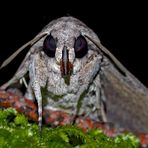 Augen-Kontakt mit der Sphinx (Agrius convolvuli) (Foto 3, Porträt) - Le Sphinx du Liseron.