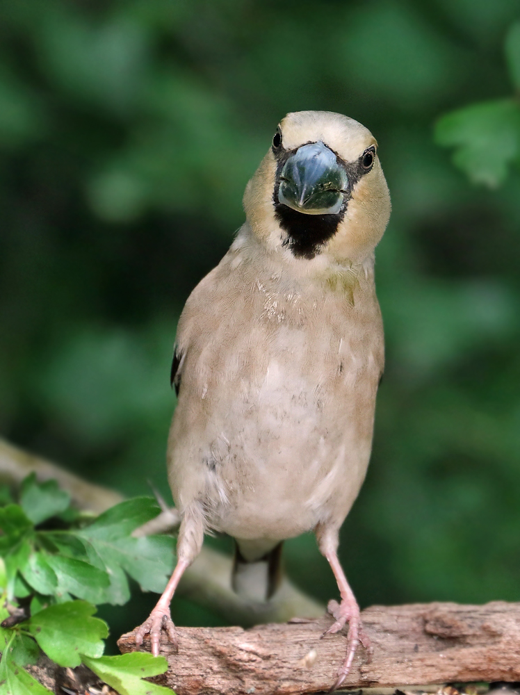 "AUGEN KONTAKT" mit Frau Kernbeißer