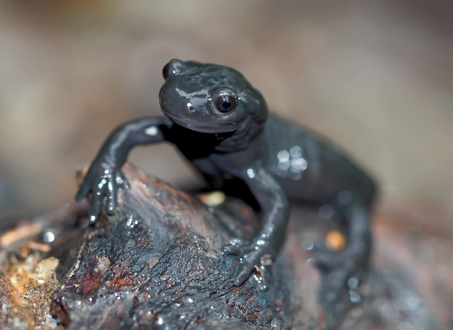 Augen-Kontakt mit Salamandra atra. - La Salamandre alpestre m'interpèle par son regard!