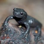 Augen-Kontakt mit Salamandra atra. - La Salamandre alpestre m'interpèle par son regard!