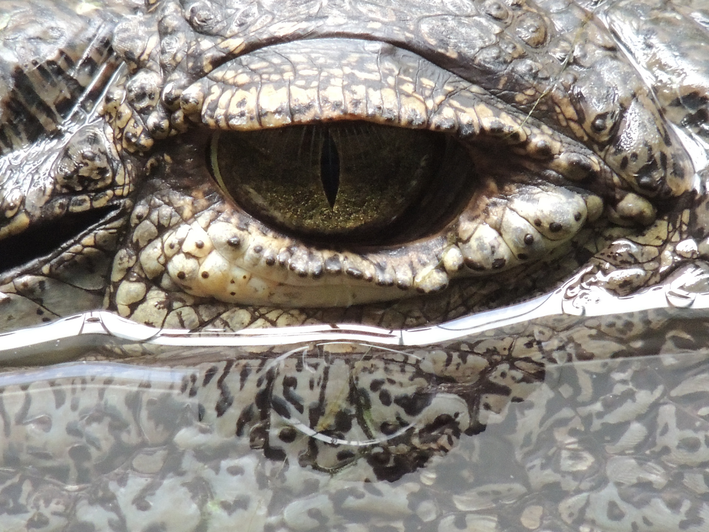 Augen, Krokodil im Zoo Basel