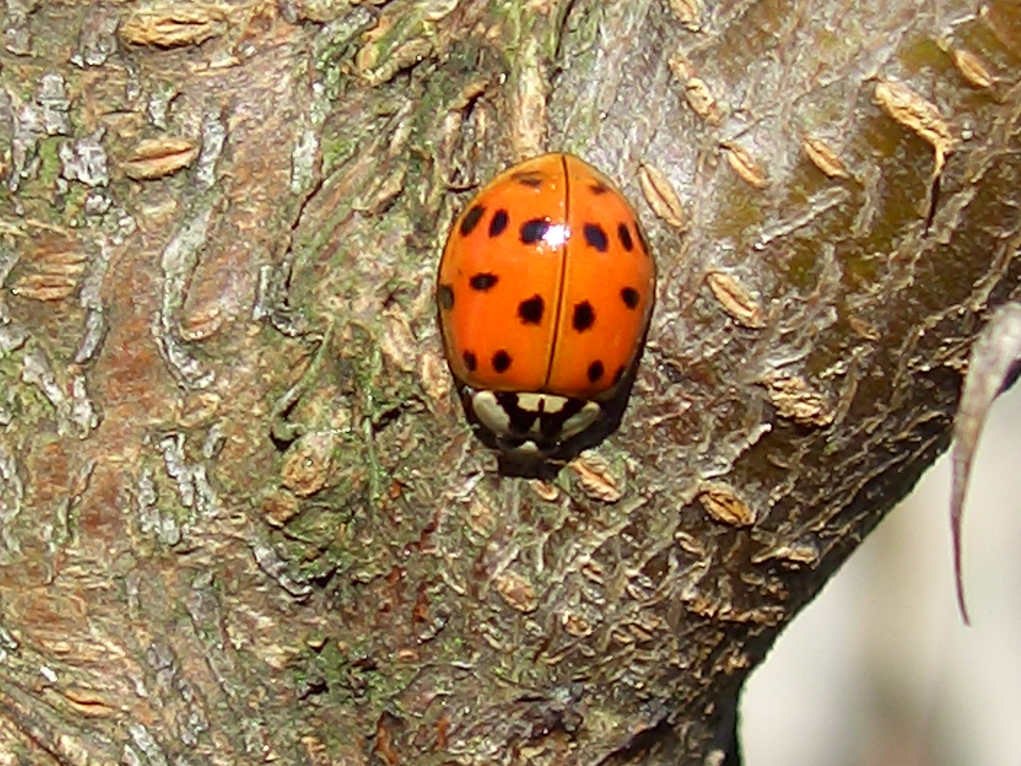 Augen-Marienkäfer