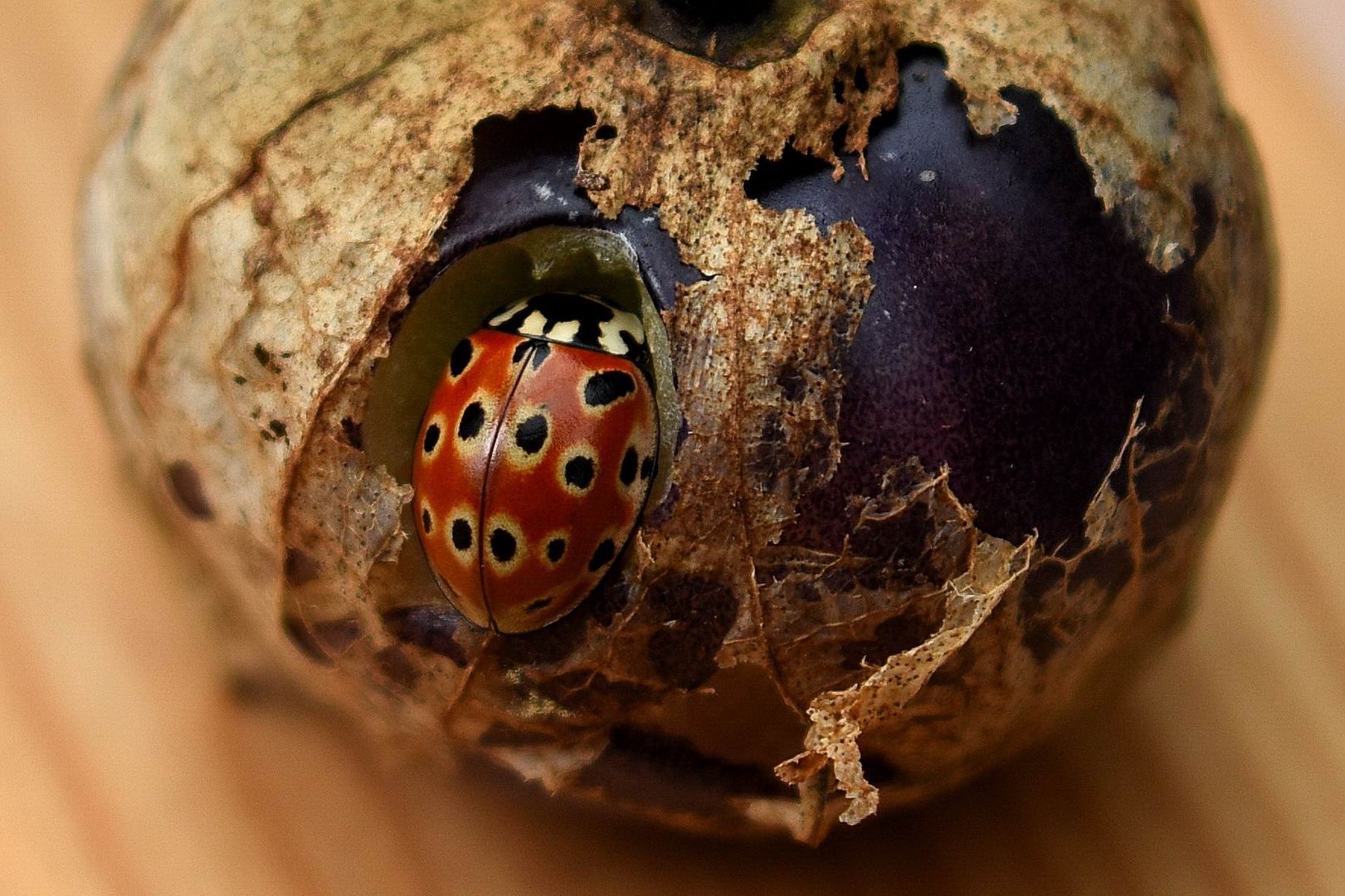 Augen-Marienkäfer