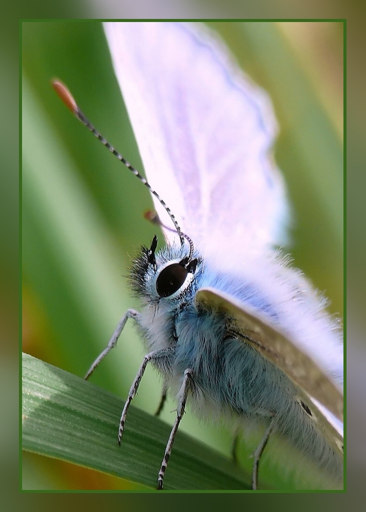 Augen ohne Ende