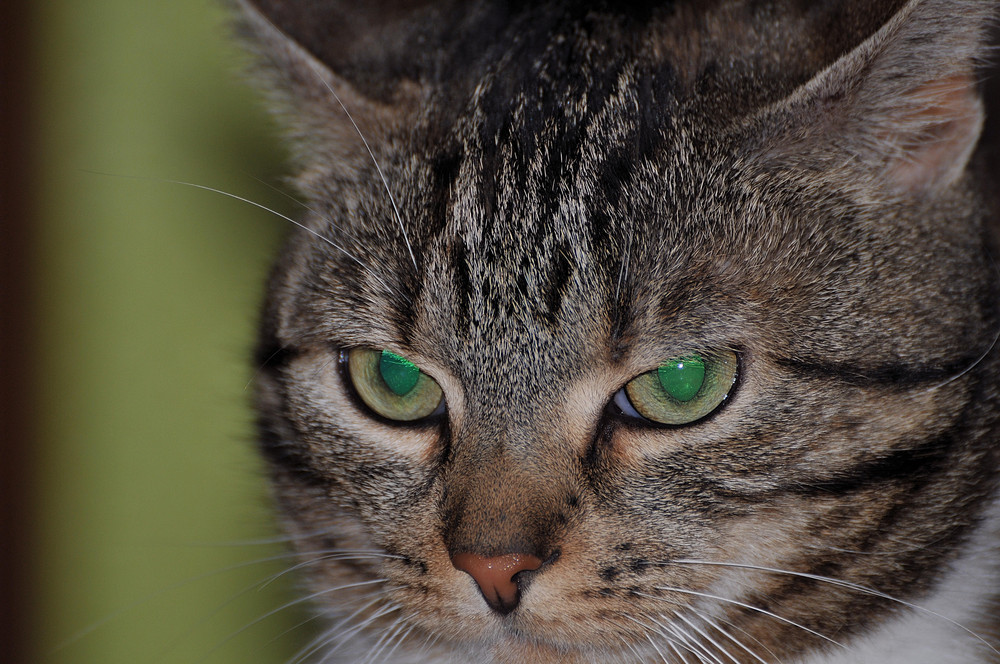 Augen passend zur Tapete!