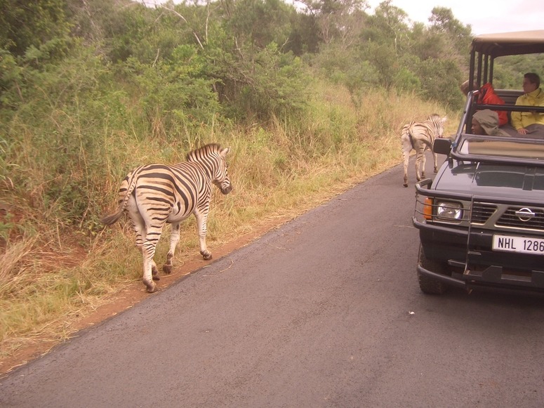 Augen rechts! - Zebra (Krüger Nationalpark)