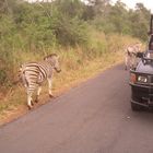 Augen rechts! - Zebra (Krüger Nationalpark)