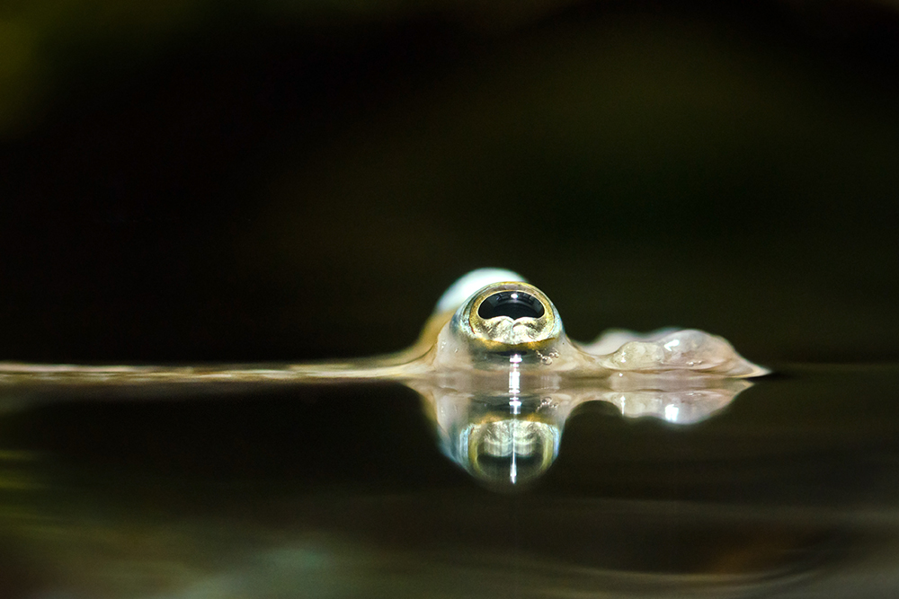 Augen sagen mehr als tausend Worte