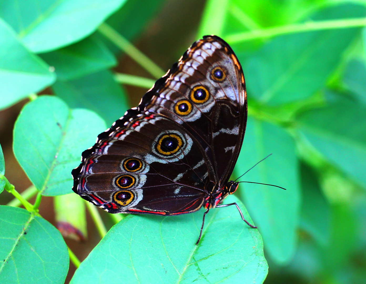 Augen-Schmetterling