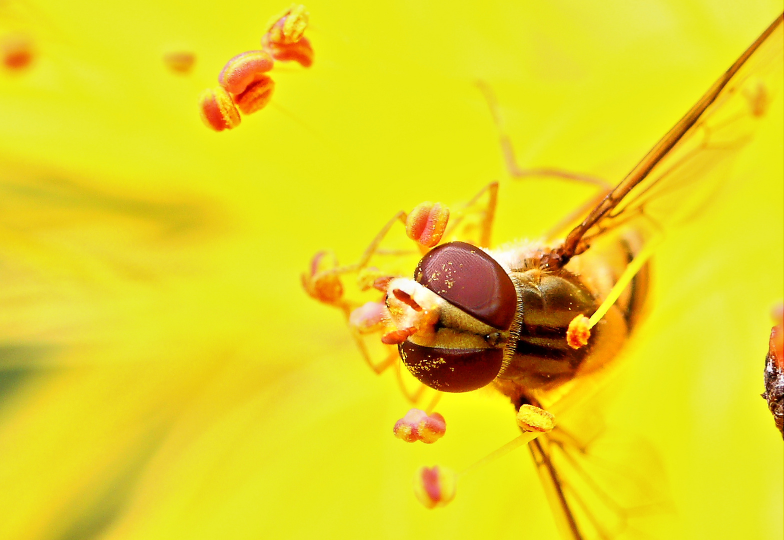 Augen Schwebfliege