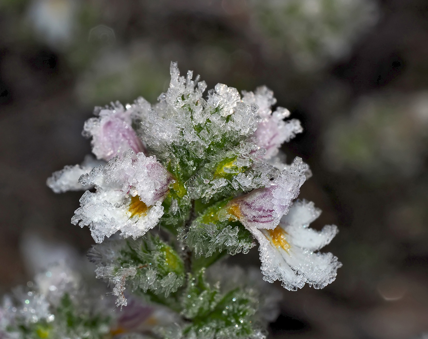  Augen-Trost, Augen-Weide, alles für die Augen! - L'Euphraise (Euphrasia officinalis).