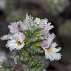  Augen-Trost, Augen-Weide, alles für die Augen! - L'Euphraise (Euphrasia officinalis).