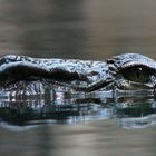 augen über wasser