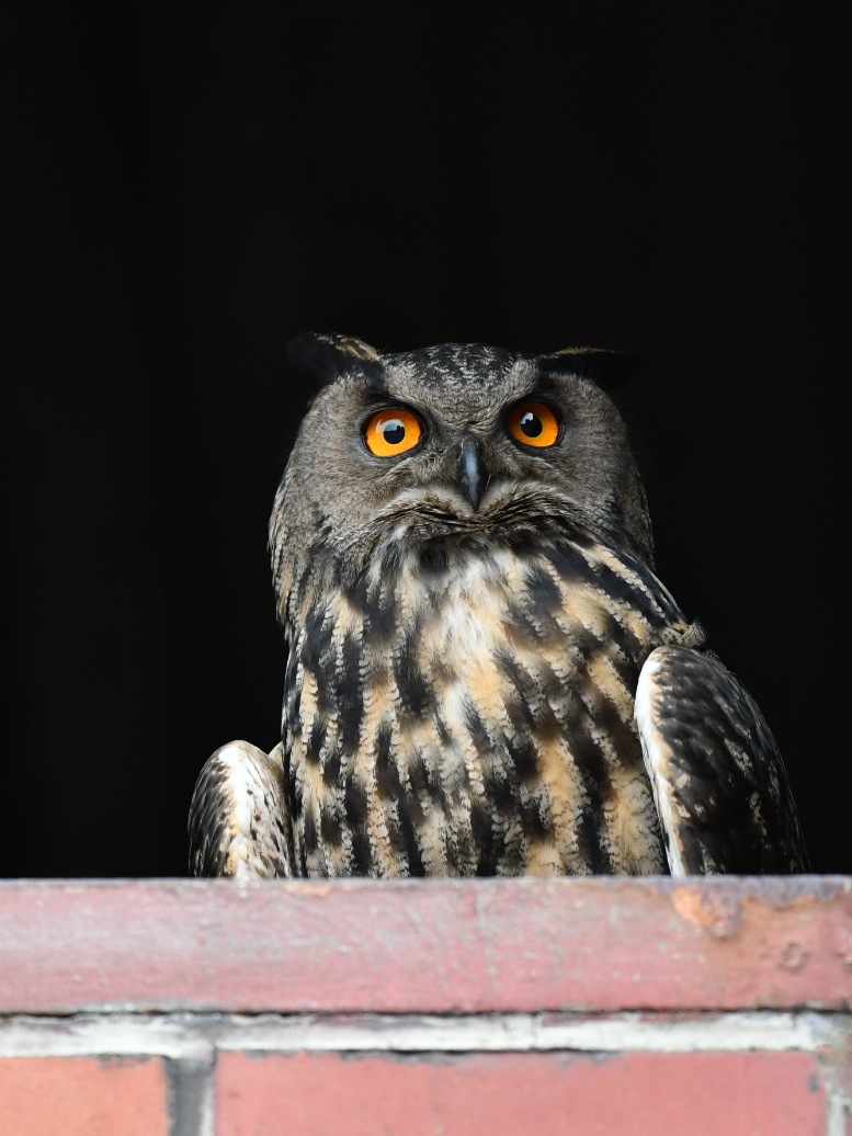 Augen Uhumännchen