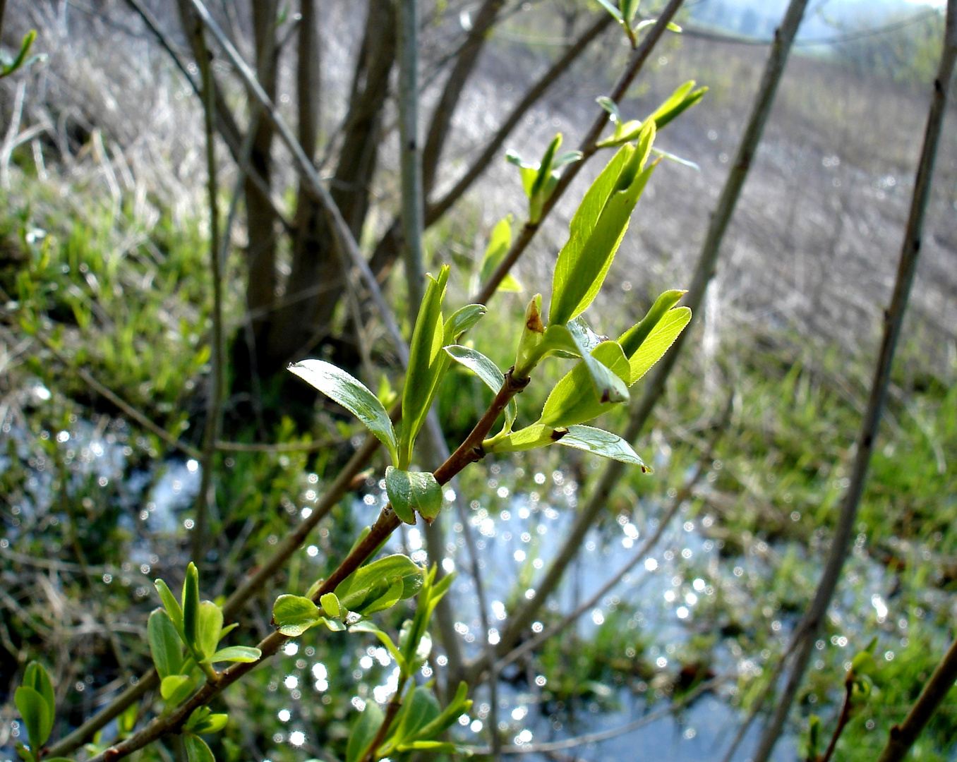 Augen-Weide