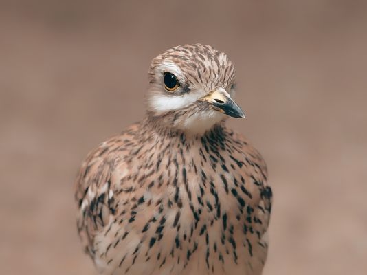Augen wie Edelsteine, Federn wie ein Gedicht!