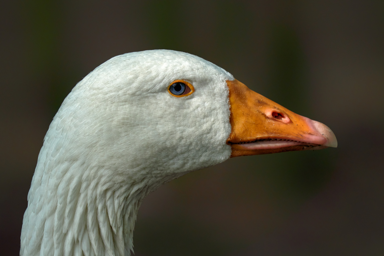 Augen wie ein Bergsee