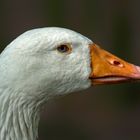 Augen wie ein Bergsee