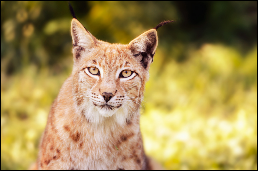 Augen wie ein Luchs