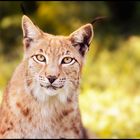 Augen wie ein Luchs