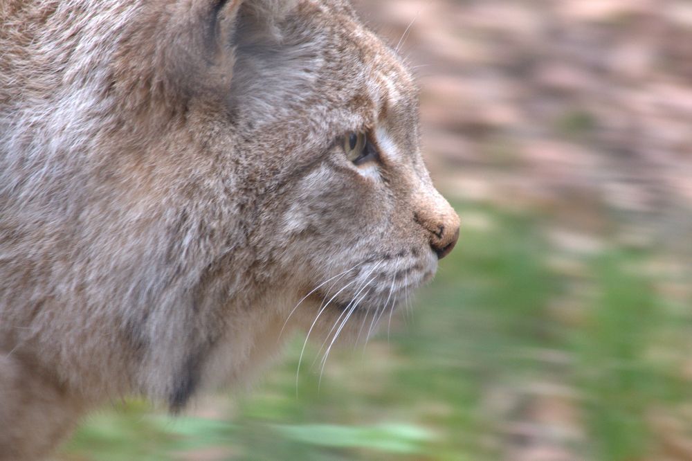 Augen wie ein Luchs